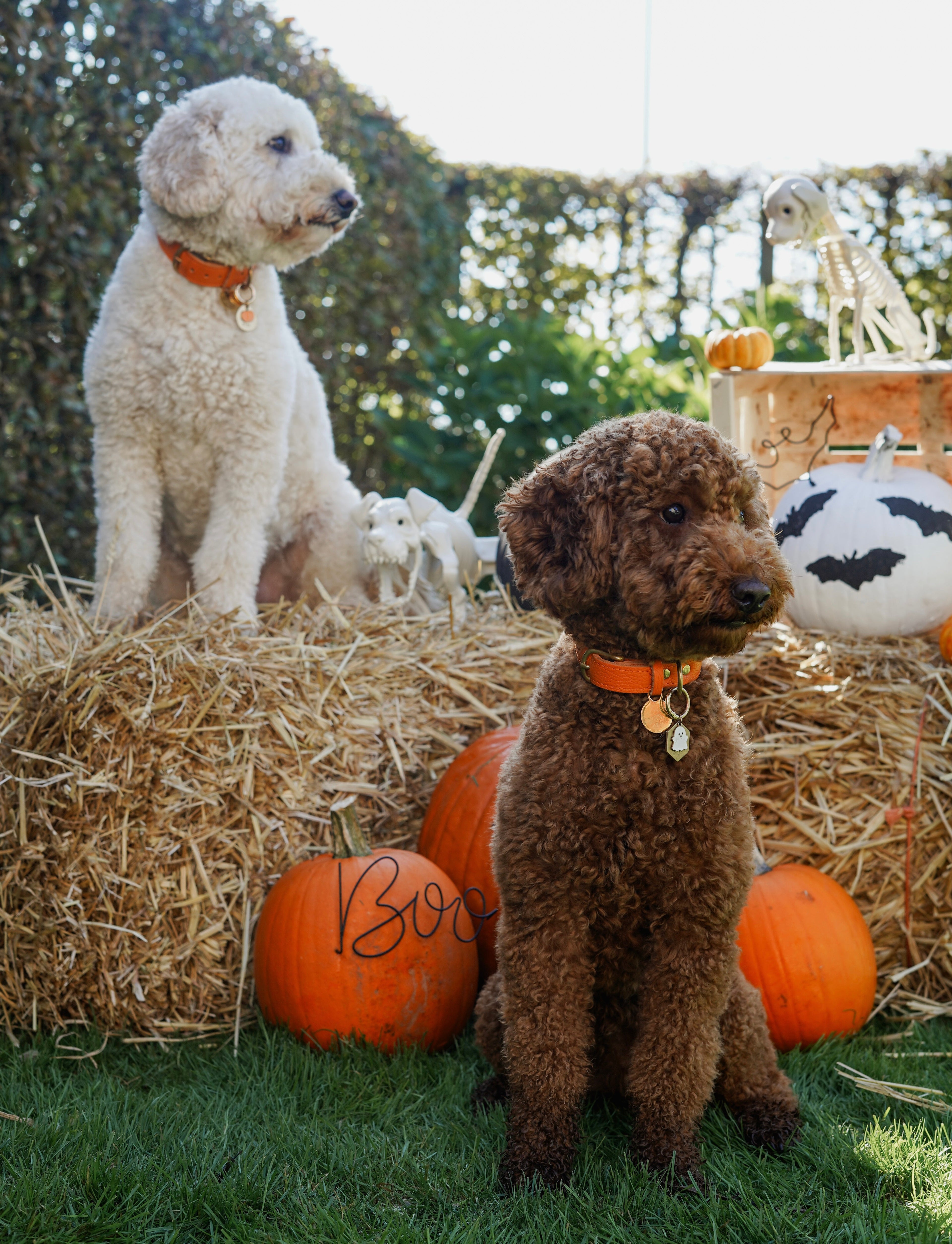 Halloween collections: Haunted harvest