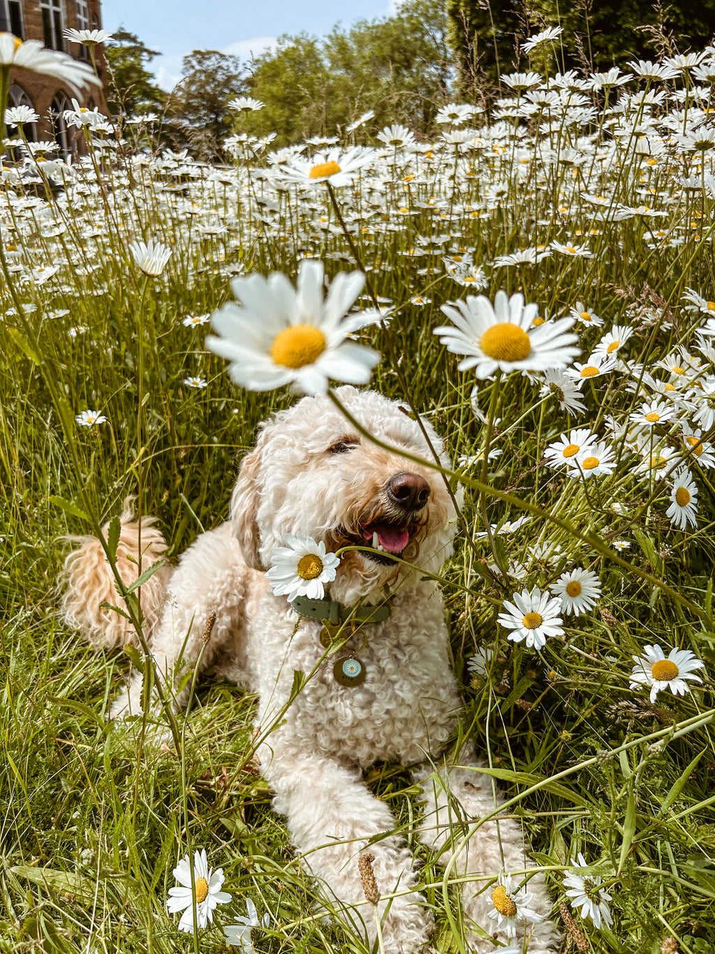 Daisies