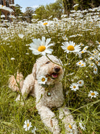 Daisies