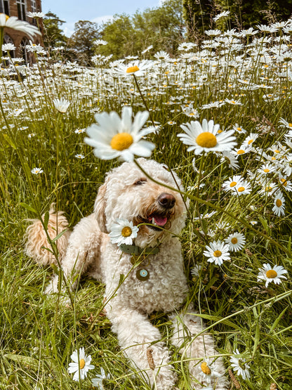 Daisies