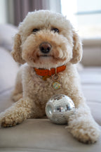 Disco ball
