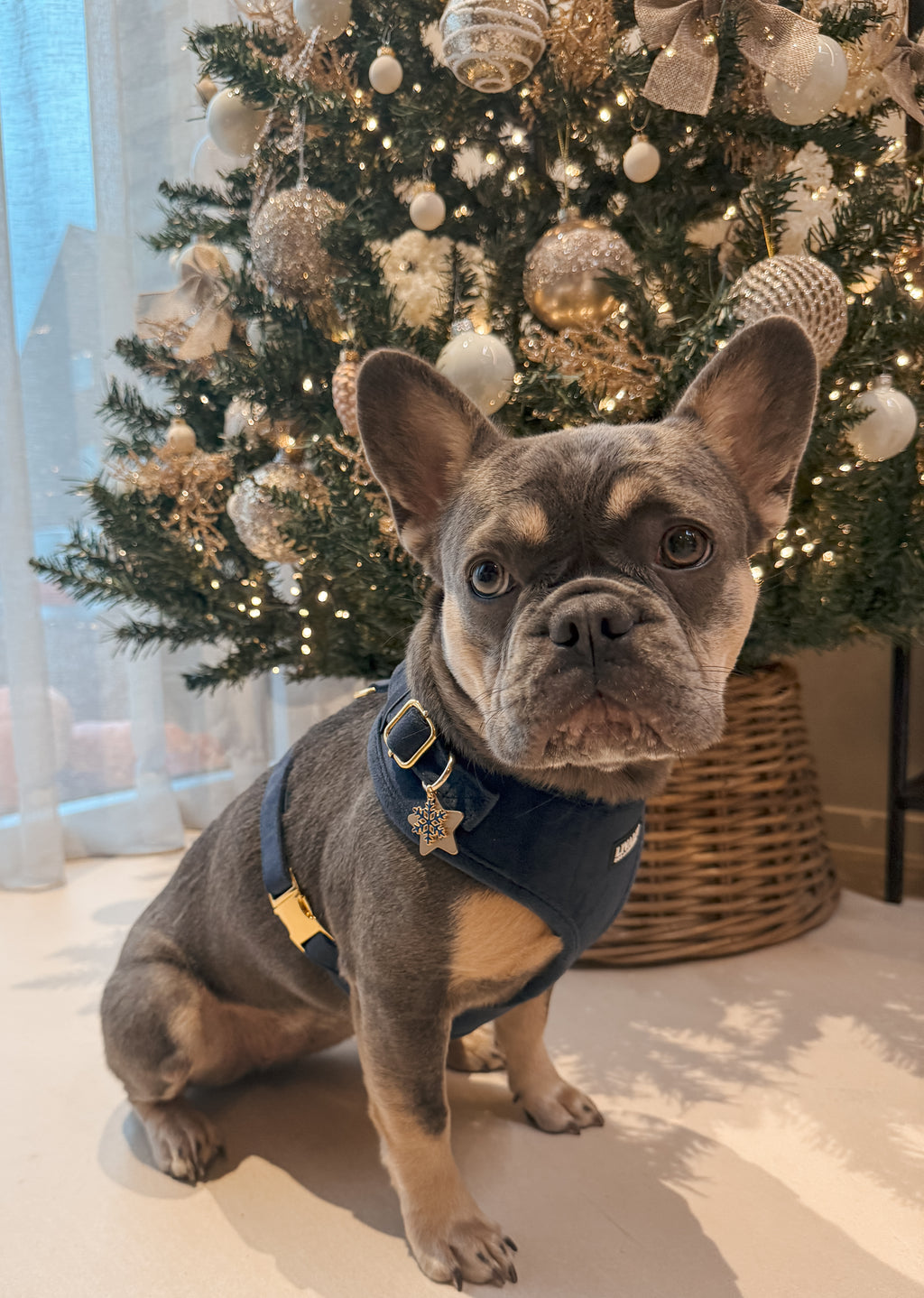 Sleigh the season