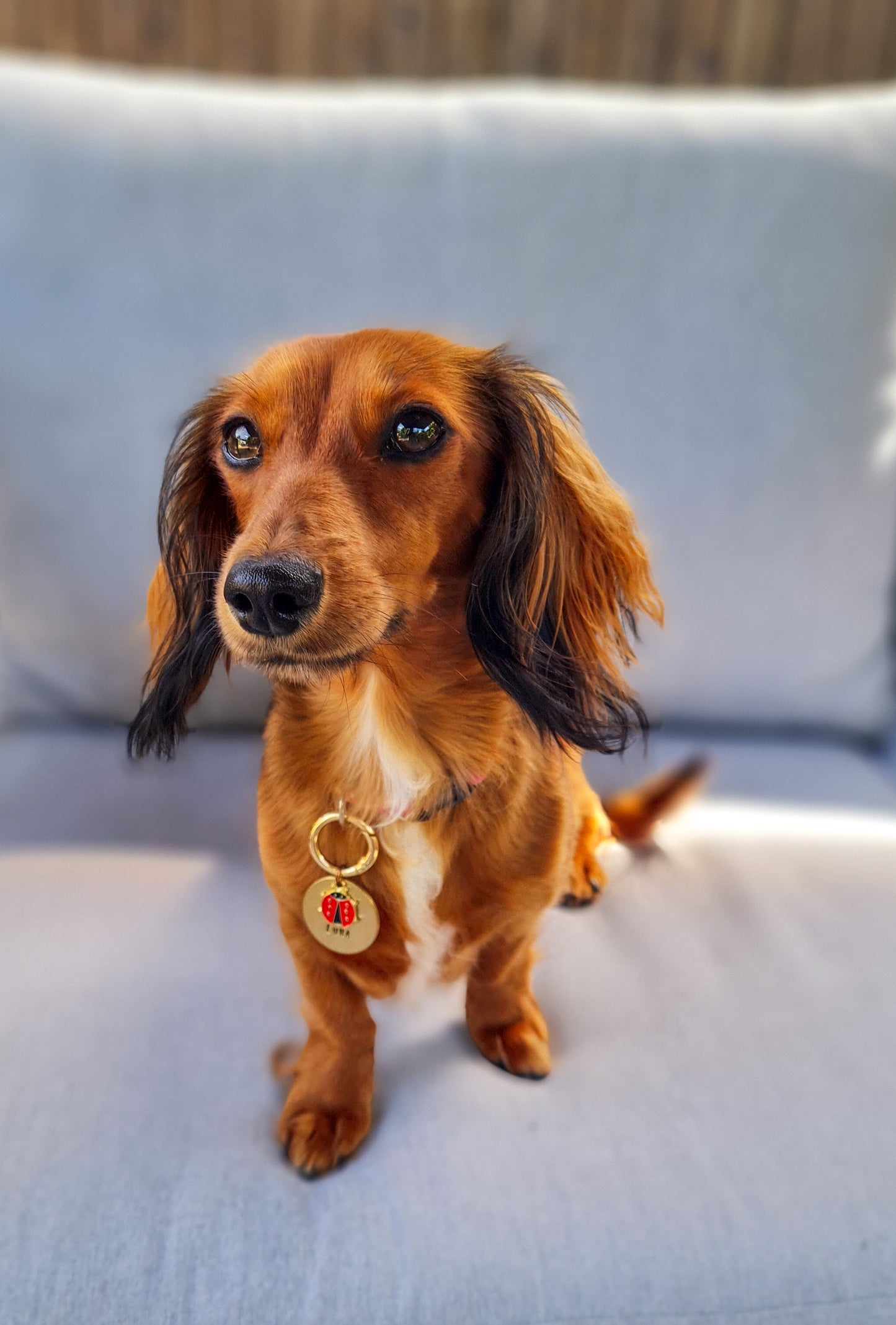 Ladybug