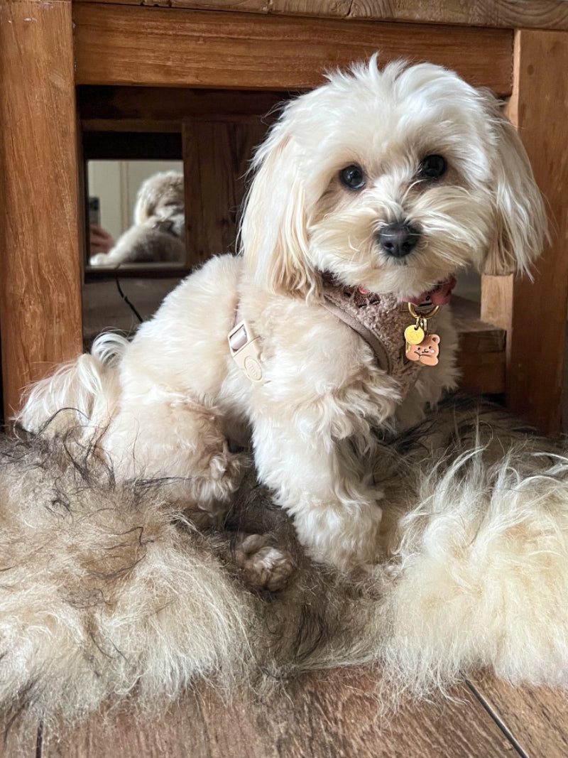 Teddy bear